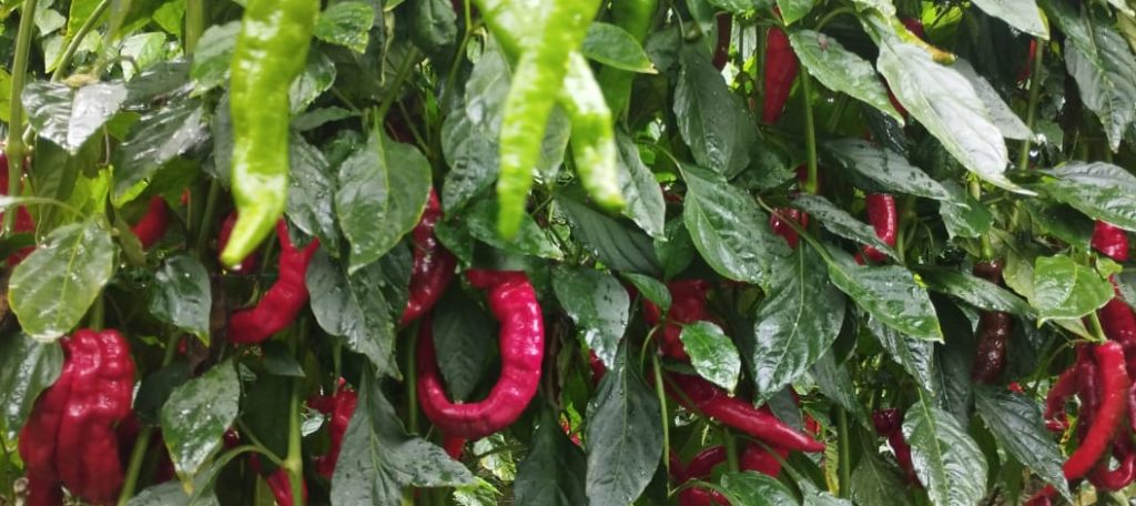 Aji